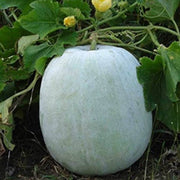 Melon Gourd Seeds