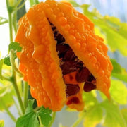 Orange Bitter Gourd Seeds