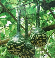 Speckled Swan Gourd Seeds