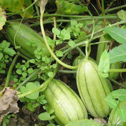 Striped Bottle Gourd Seeds