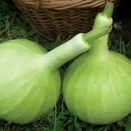 Thai Bottle Gourd Seeds