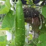 Vietnamese Gourd Seeds