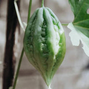 Arka Harit Gourd Seeds