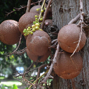 Cannonball Gourd Seeds