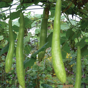 Cucuzzi YEGAOL Gourd Seeds