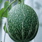 Green Malabar Gourd Seeds