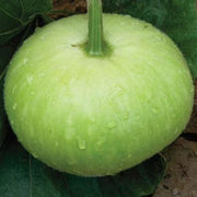 Round Bottle Gourd Seeds