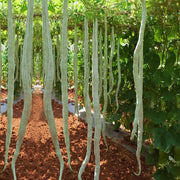 White Long Snake Gourd Seeds
