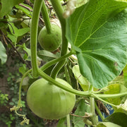 Apple Gourd Seeds