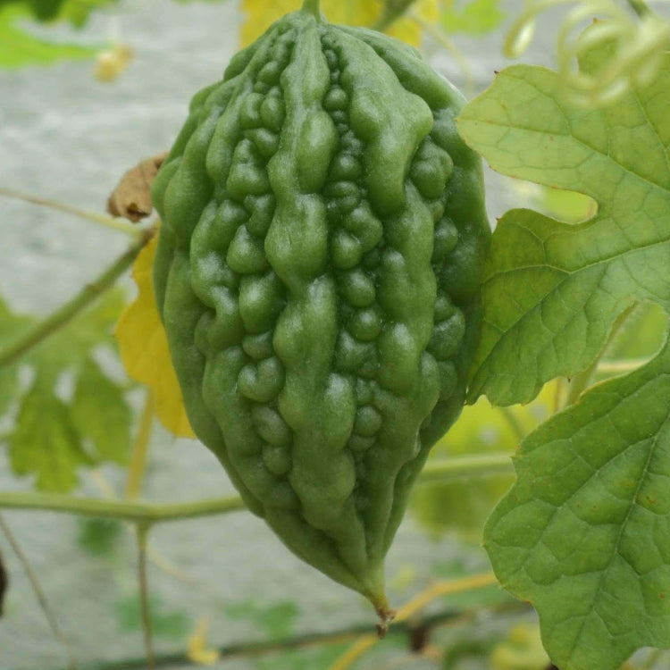 Arka Harit Gourd Seeds