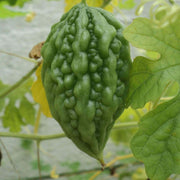 Arka Harit Gourd Seeds