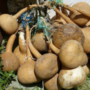 Banjo Gourd Seeds