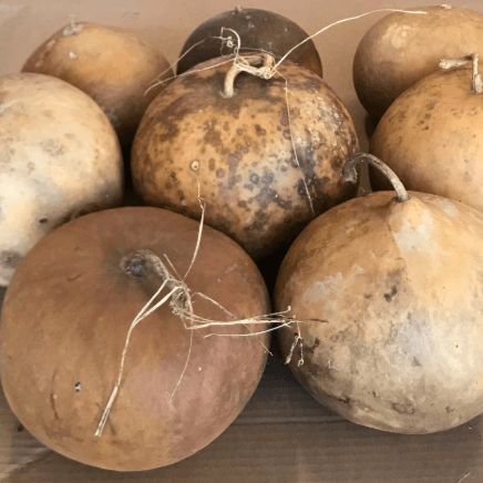 Brown Bushel Gourd Seeds