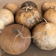 Brown Bushel Gourd Seeds