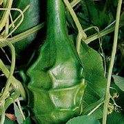 Caveman's Club Gourd Seeds