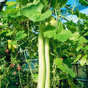 Cucuzzi YEGAOL Gourd Seeds
