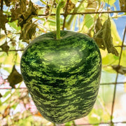Green Gourd Seeds