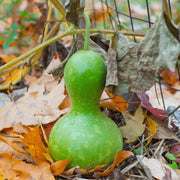 Green Birdhouse Gourd Seeds