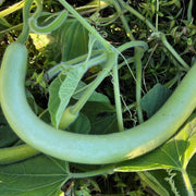 Green Cucuzzi Gourd Seeds