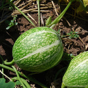Green Malabar Gourd Seeds