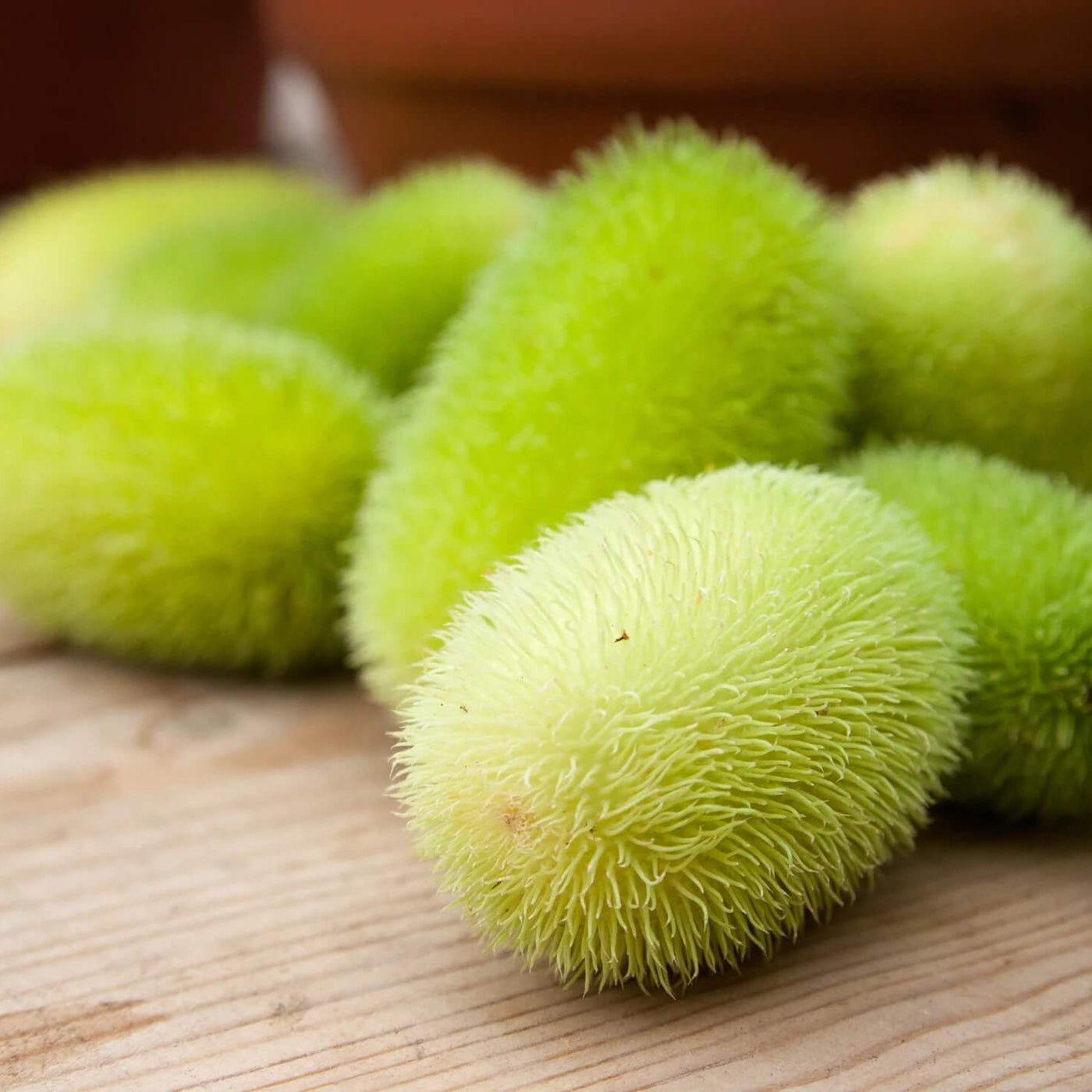 Green Wooly Bear Gourd Seeds