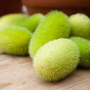 Green Wooly Bear Gourd Seeds