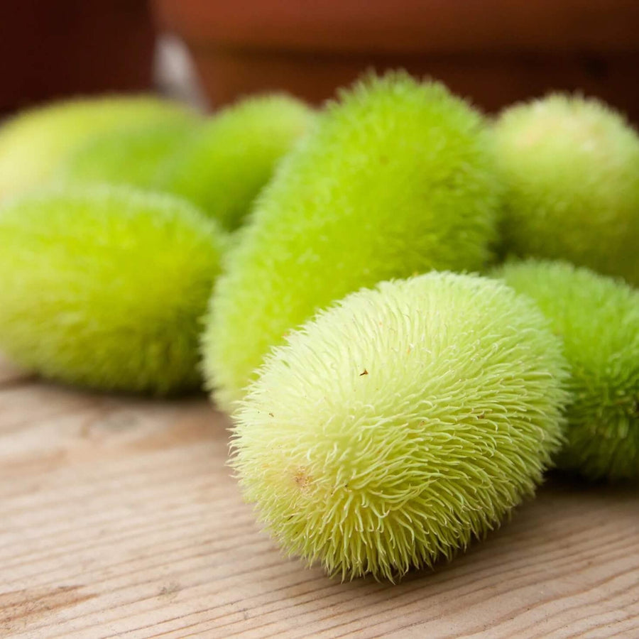 Green Wooly Bear Gourd Seeds