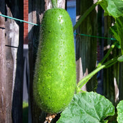 Hairy Gourd Seeds