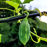 Ivy Gourd Seeds