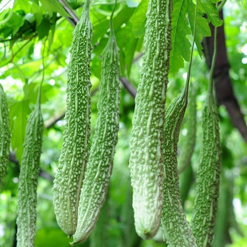 Long Bitter Gourd Seeds