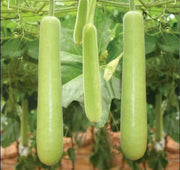 Long Calabash Gourd Seeds