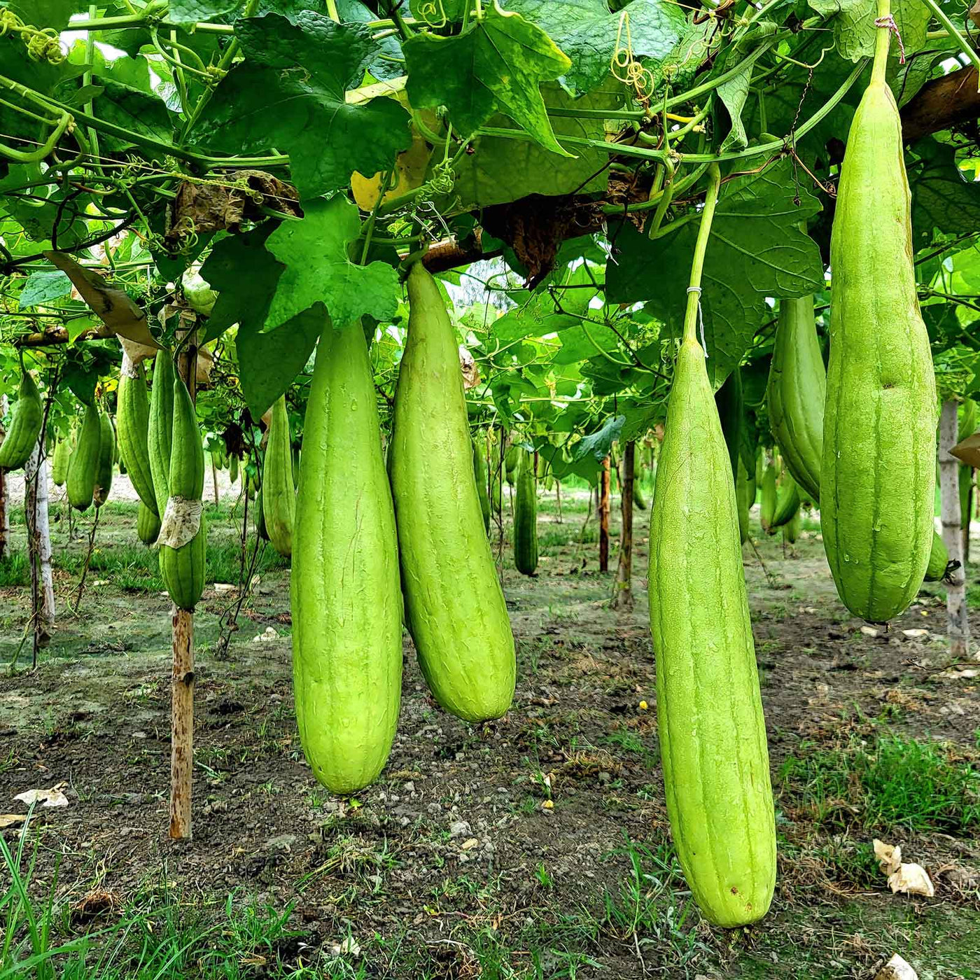 Long Collins Gourd Seeds