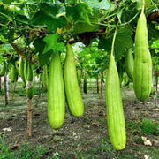 Long Collins Gourd Seeds