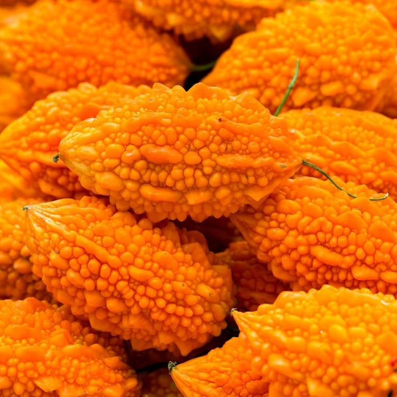 Orange Bitter Gourd Seeds