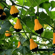 Orange Black Ornamental Gourd Seeds