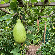 Gourd Seeds – Cucurbita spp.