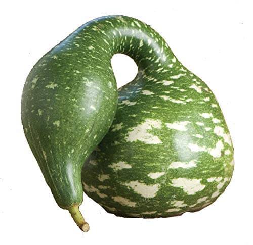 Speckled Swan Gourd Seeds