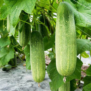 Splorias Bottle Gourd Seeds