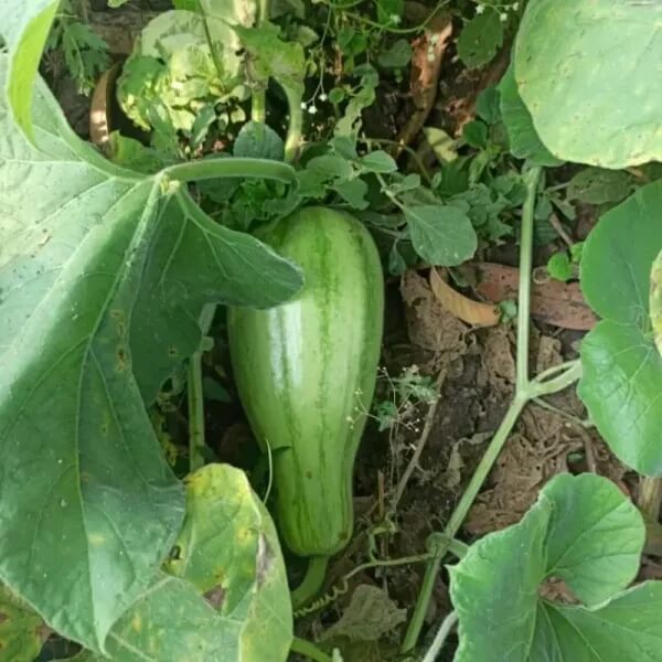 Striped Bottle Gourd Seeds