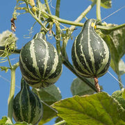 Tennessee Gourd Seeds