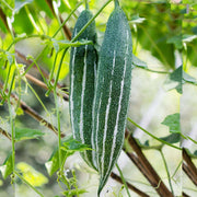 Thai Short Snake Gourd Seeds