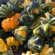 Thorn Gourd Seeds