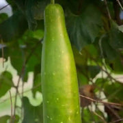 Vietnamese Gourd Seeds