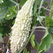 White Bitter Gourd Seeds