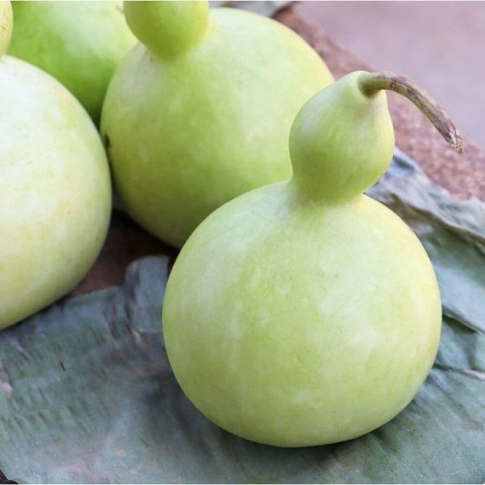 White Bottle Gourd Seeds