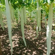 White Long Snake Gourd Seeds