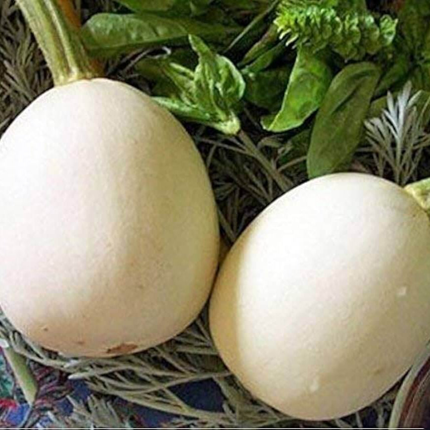 White Nest Egg Gourd Seeds