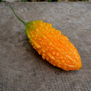 Yellow Bitter Gourd Seeds