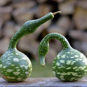 Speckled Swan Gourd Seeds