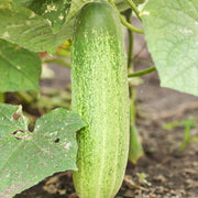 Splorias Bottle Gourd Seeds